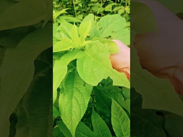 #단풍잎돼지풀