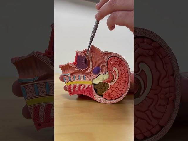 Adenoidectomy Surgery