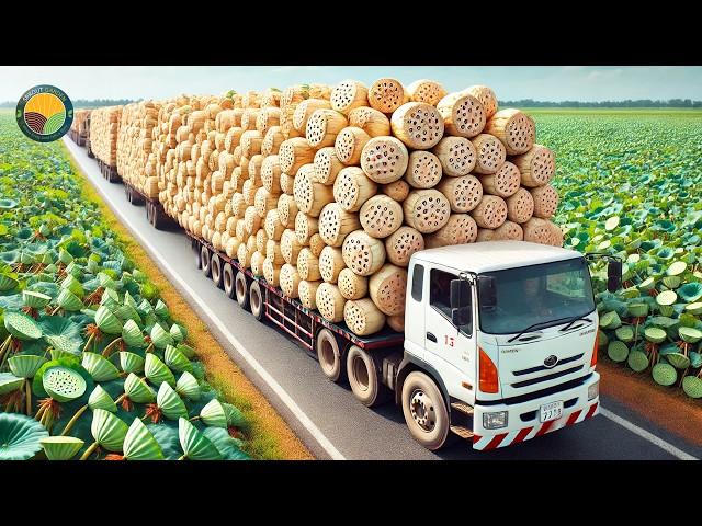 How Japanese Farmers Harvest Millions of Lotus Roots: Processing Factory | Farming Documentary