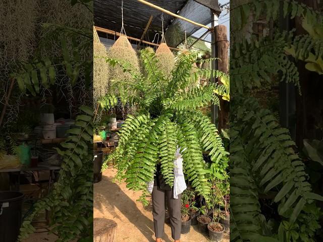 Big Fern #ferns #plants #nature #trending #shorts #youtubeshorts #ytshorts #viral #video #vlog #yt