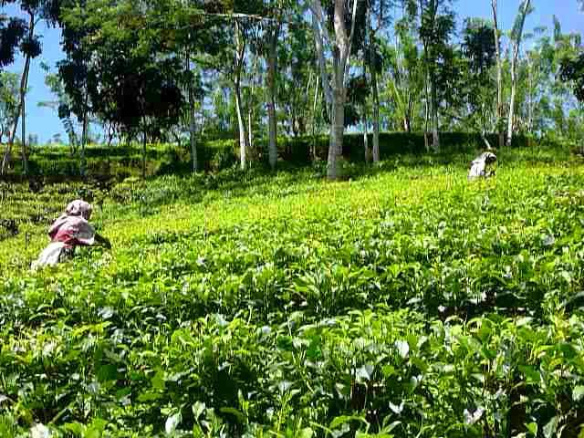 Sri Lanka,ශ්‍රී ලංකා,Ceylon,Tea Plucking