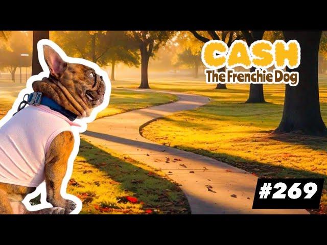 French Bulldog daily walking CASH ARCHIVALDO polo rosa pink #269