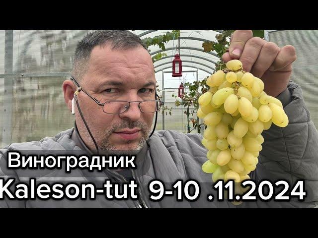 Работы на винограднике Kaleson-tut 9-10 ноября 2024 г. Беларусь. Ратомка.