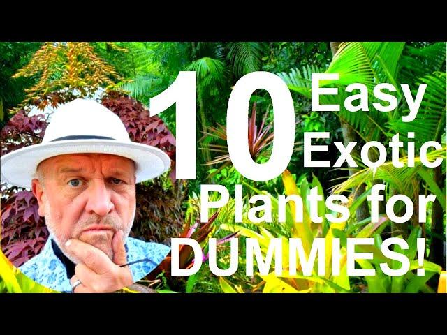 Tropical Gardens UK: 10 Ten Easy Exotic Plants for Beginners