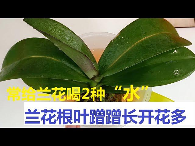 常给兰花喝2种“水”，蝴蝶兰的根长得好，叶子长得快，开花开得多！（阿涛养花100期）How to raise good phalaenopsis orchid?Wicker and garlic！