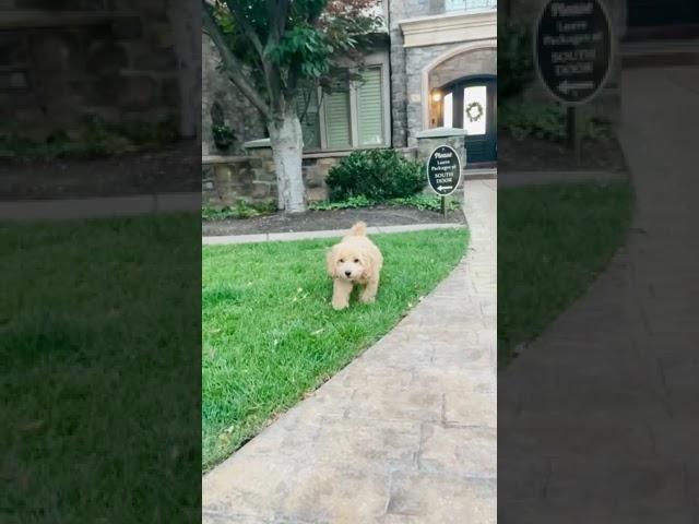 Ninja Puppy!