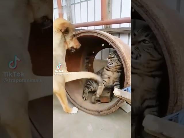 #funny #qosolka CAT VS Dog #comedyfilms #comedymovies