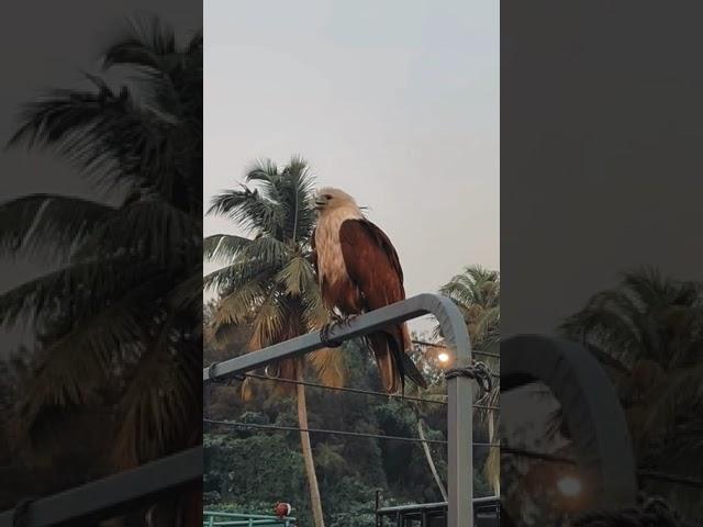 Eagle #shorts #pets #wildlife