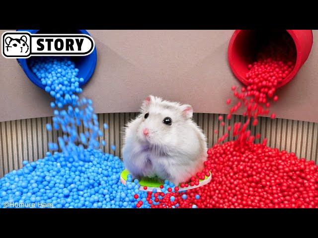 The Best Hamster Challenges - Hamster Escapes from the Most Amazing Mazes  Homura Ham