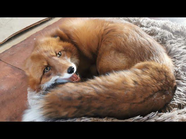 Alf the Fox playing like a kitten