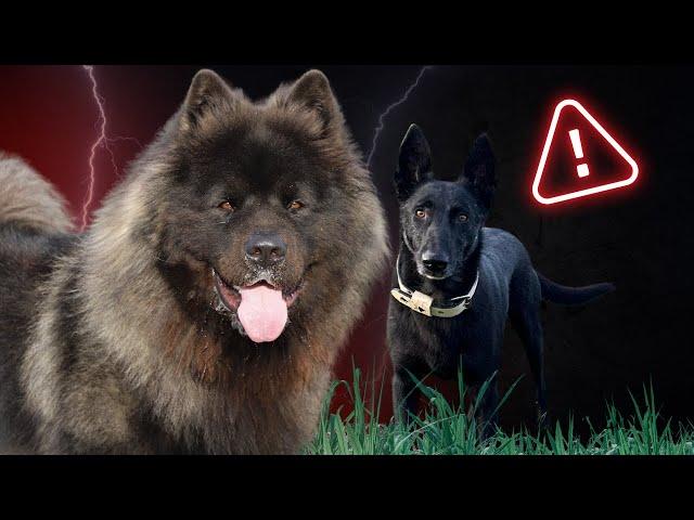 AKITA AMERICAIN AGRESSIF : Un chien dangereux comme UN OURS ?