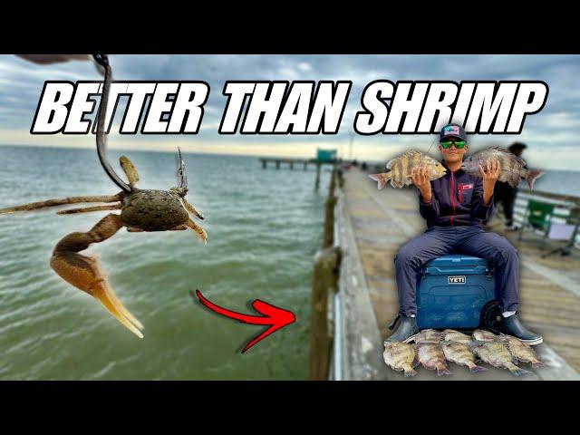 This Bait is a CHEAT CODE for Catching Fish! Galveston Fishing Pier