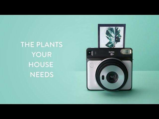 The Plants Your House Needs