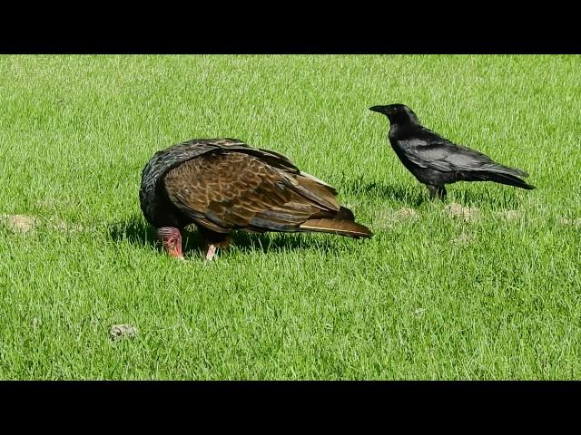 Vulture vs Crow