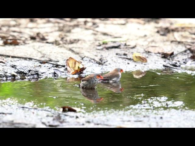 orange cheeked waxbill i