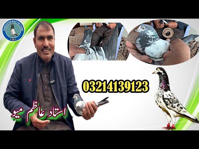 Best Teddy kabootar in Lahore of Ustad Azam Mayo +92 321 4139123