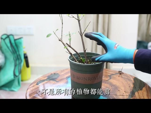 栀子花快养死了怎么办？园艺师教你，通过修剪的技巧拯救它