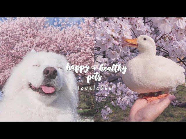 happy + healthy pets  subliminal