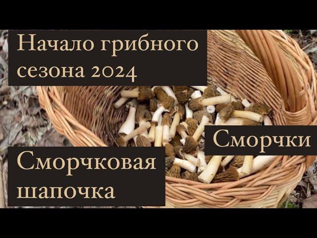 Начало грибного сезона 2024. Сморчки. Сморчковая шапочка.