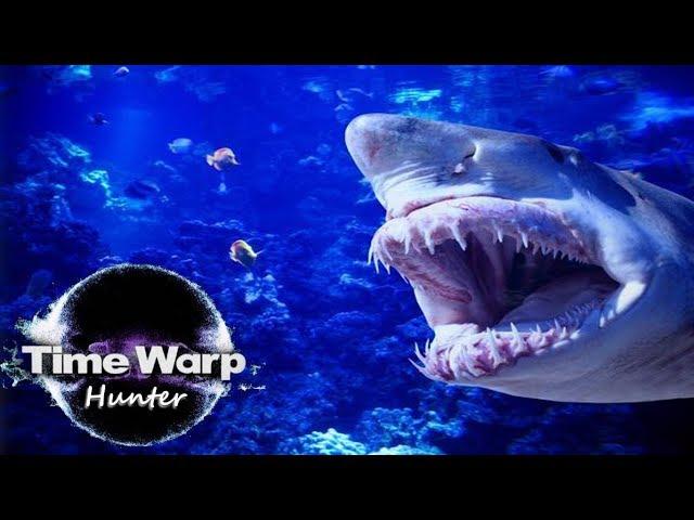 Great White Documentary - White Pointer Shark