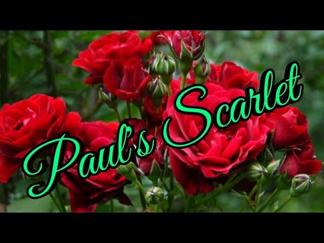 Плетистая роза Paul's Scarlet (Пауль Скарлет).