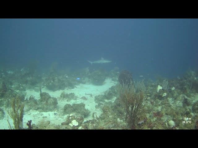 Shark just beyond the wall's edge - Diving in St. Croix - October 2023 – Paralenz camera