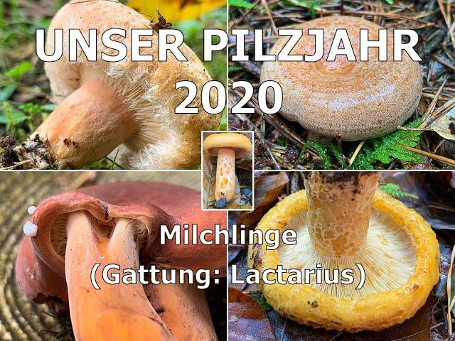 Funde aus der Gattung der Milchlinge (Lactarius)