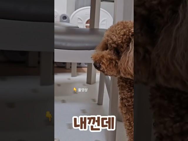 #cutedog #dog #puppy #reo #rouis #갈색푸들 #강아지일상 #레오 #루이 #뭉치