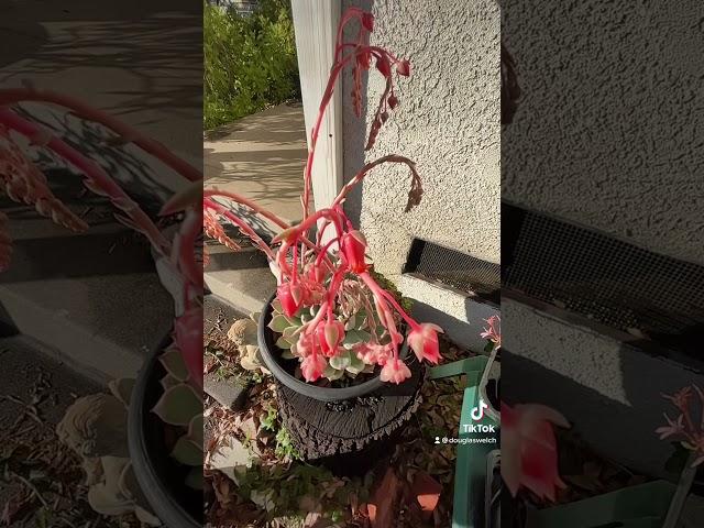 Echeveria Flowers Slomo via Tikok [Video] – A Gardener's Notebook