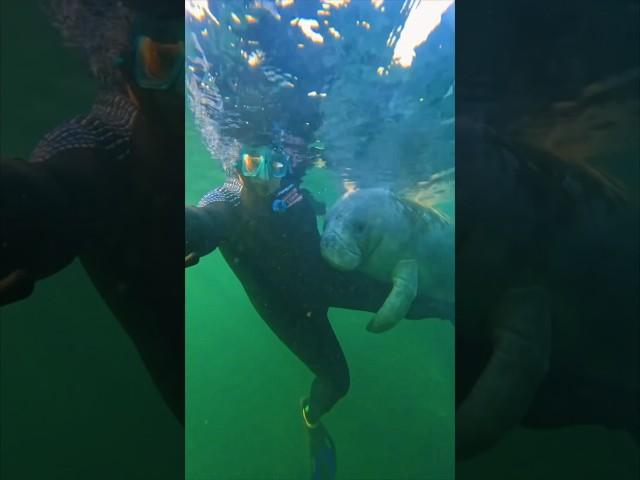 This manatee started hugging her while snorkeling ️