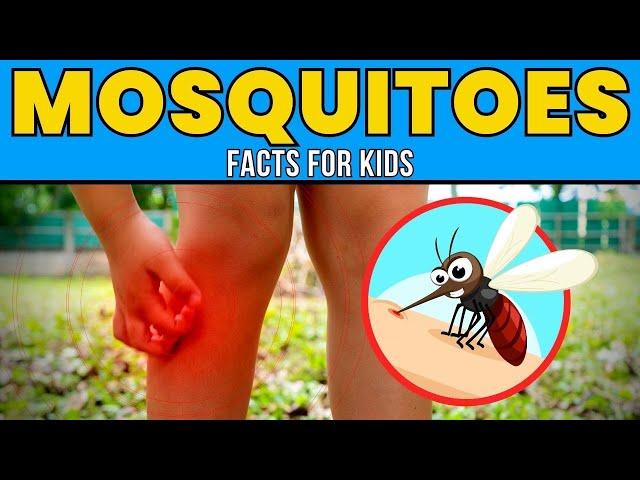 Mosquitoes - Educational Facts for Kids