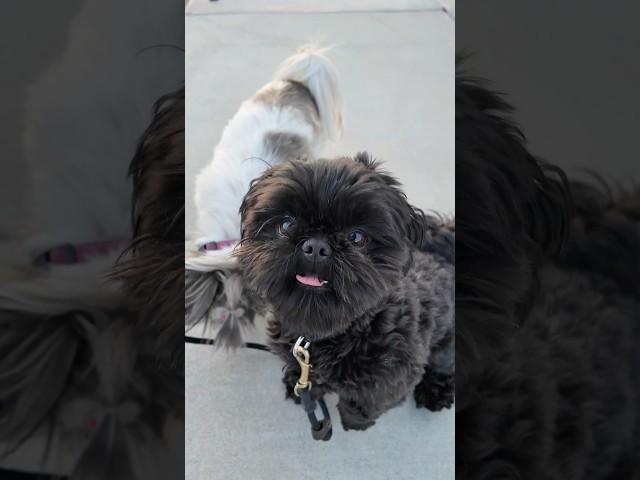 Smiling Solid Black Shih Tzu Ryder #shihtzu #cutedog #시츄