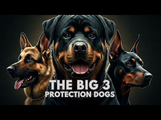 The Best Protection Dog Breeds