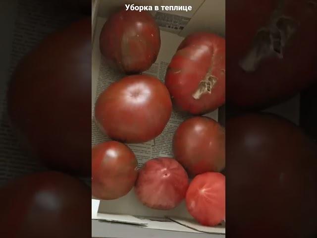 первый сезон выращивала в теплице.Томаты,перцы удались,огурцы,баклажаны пострадали от клеща.#теплица