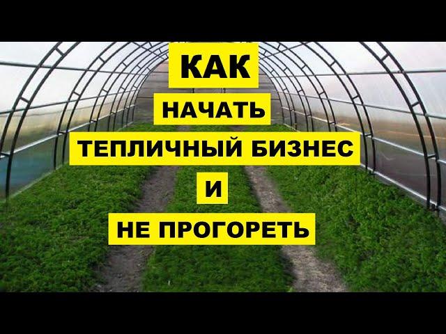 С чего начать тепличный бизнес? Что выращивать и как не прогореть?