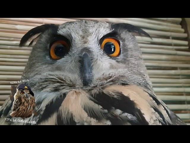 Yoll the eagle-owl says "meow". Or "mimimi"? A meowing owl.