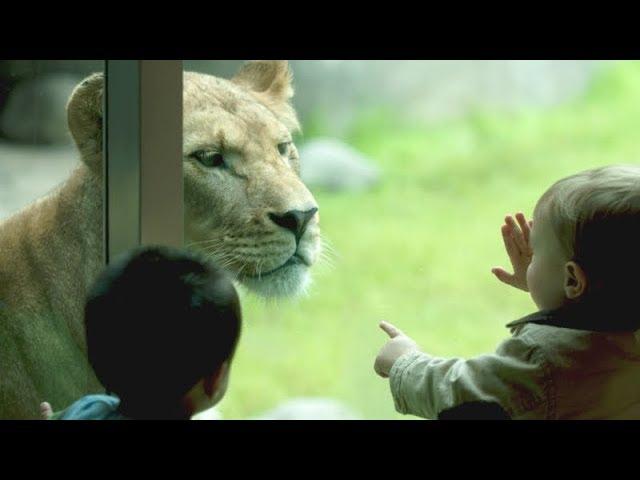 Kids + ZOO = Lots of FUNNY FAILS! - Assure yourself and don't forget to LAUGH!