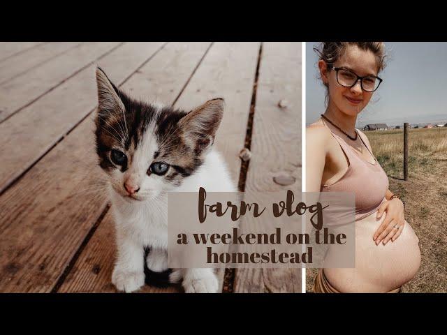 Fencing Going Up, Chicks + Kittens, Housecleaning | A Weekend On The Homestead Vlog