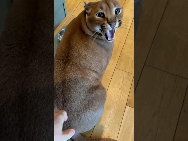 Never disturb Floppa during the meal