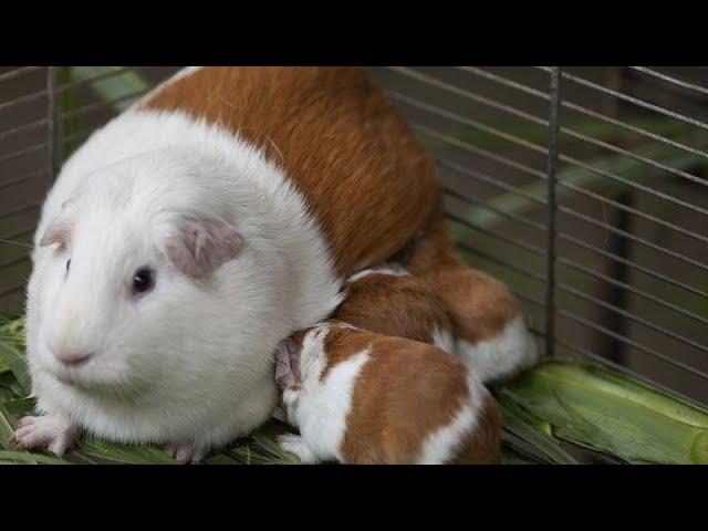 Genetically modified guinea pig 'Peru' celebrates 20th birthday