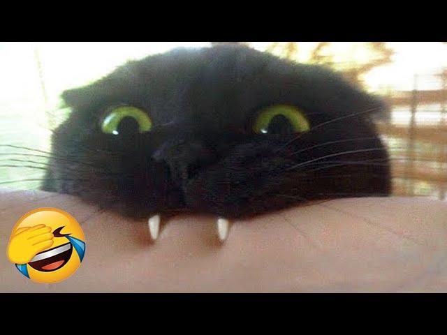 Funniest Animals 2023  New Funny Cats and Dogs  Part 17