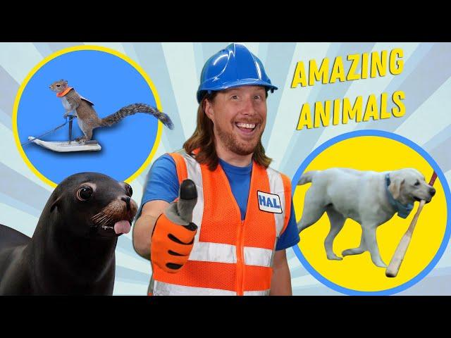 Handyman Hal meets Amazing Animals | Dogs, Birds, Squirrels and Sea Lions