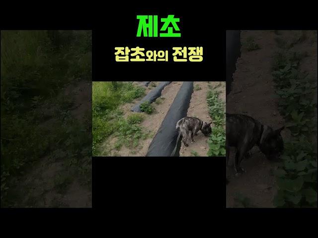 잡초와의 전면전 #농사 #farming #브이로그