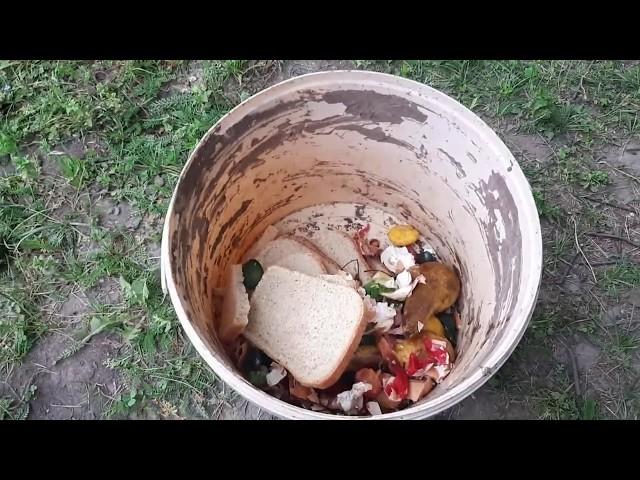 Красивый мини курятник на даче: чем кормить кур несушек