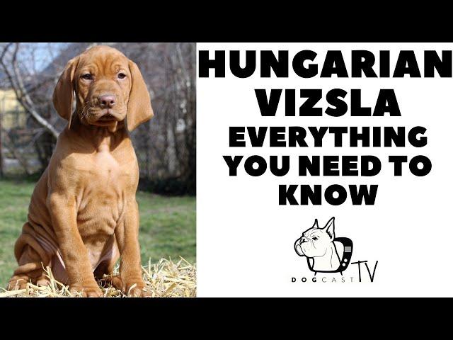 Hungarian Vizsla - Everything You need to know!  Vizsla dog breed info! Dogcasttv!