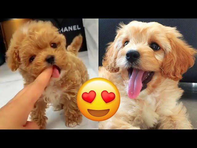 Cavapoo — Cute And Hilarious Videos And Tik Toks Compilation | Cavoodle