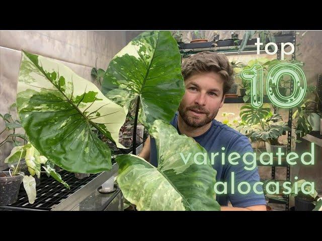 Top 10 Variegated Alocasia