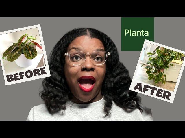 BEST WAY to keep indoor plants ALIVE: Planta App Review