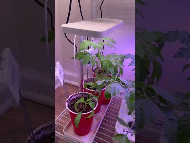 Winter Indoor Garden Jalapeños, Tomatoes, and Basil #WIG2022