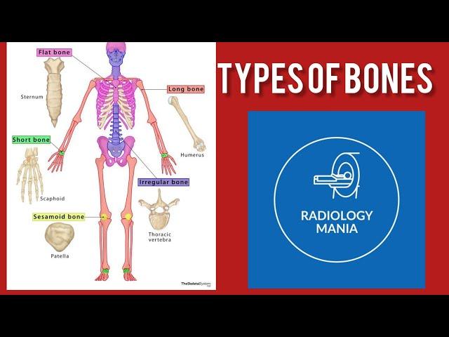 Types of bones I in hindi I Radiology Mania #anatomy & #Physiology #radiology